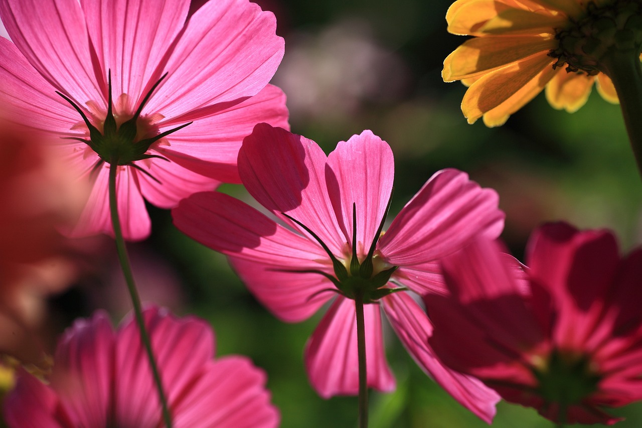 제주 동쪽 여행의 필수코스: 성산일출봉과 아쿠아플라넷의 매력 제주 동쪽 여행의 필수코스: 성산일출봉과 아쿠아플라넷의 매력