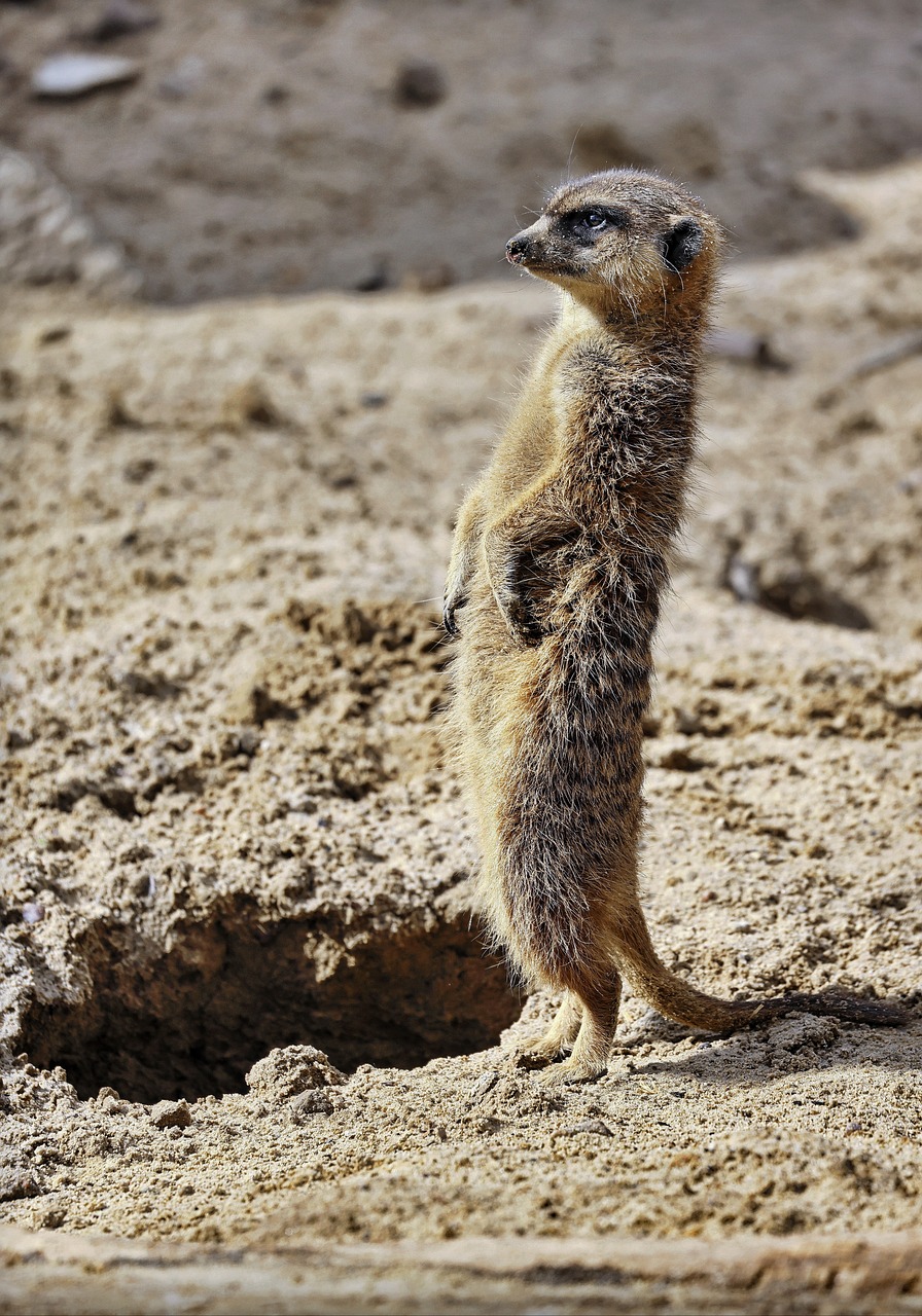 삼재띠: 2023년부터 2030년까지의 운세와 조심해야 할 사항