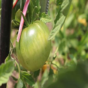 대추토마토의 건강에 좋은 효능과 요리 방법