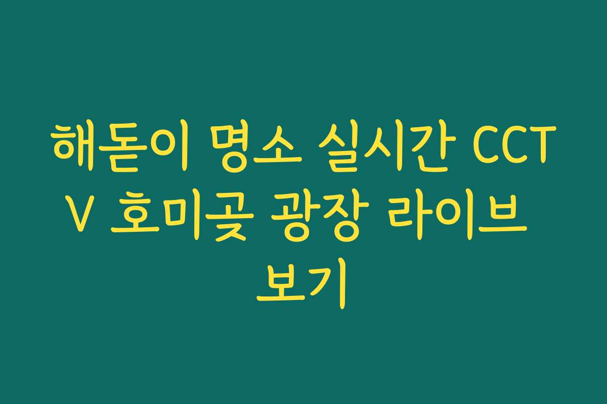 해돋이 명소 실시간 CCTV 호미곶 광장 라이브 보기