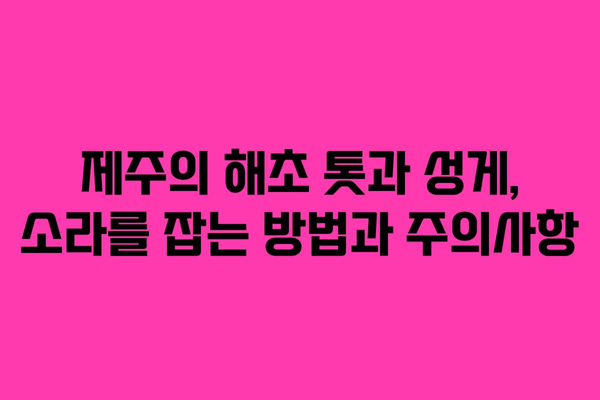 제주의 해초 톳과 성게, 소라를 잡는 방법과 주의사항 제주의 해초 톳과 성게, 소라를 잡는 방법과 주의사항