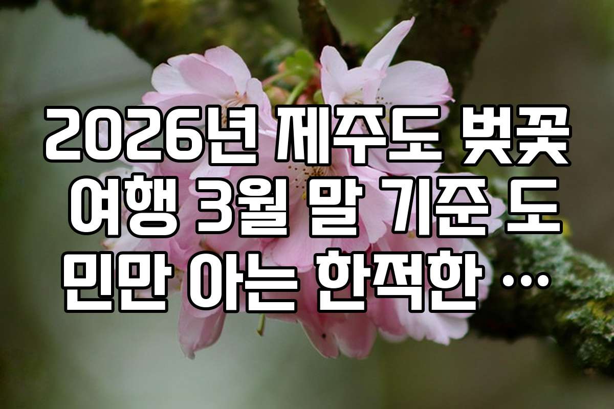 2026년 제주도 벚꽃 여행 3월 말 기준 도민만 아는 한적한 명소