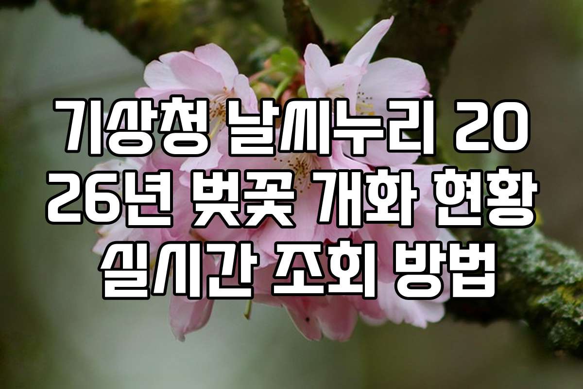 기상청 날씨누리 2026년 벚꽃 개화 현황 실시간 조회 방법