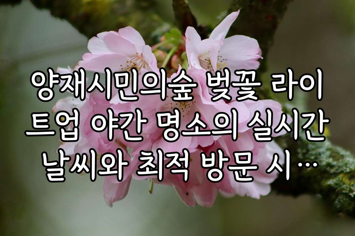 양재시민의숲 벚꽃 라이트업 야간 명소의 실시간 날씨와 최적 방문 시기를 체크하는 방법