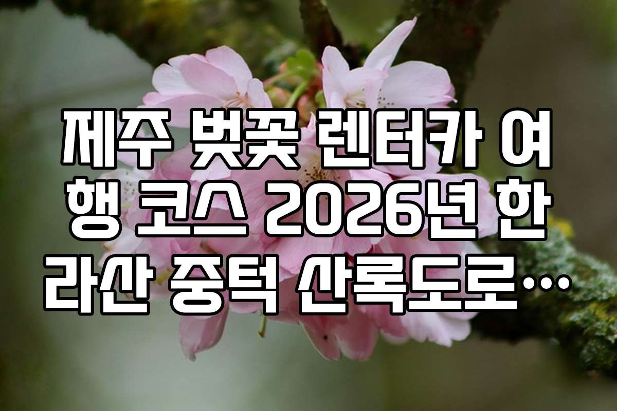 제주 벚꽃 렌터카 여행 코스 2026년 한라산 중턱 산록도로 개화 현황