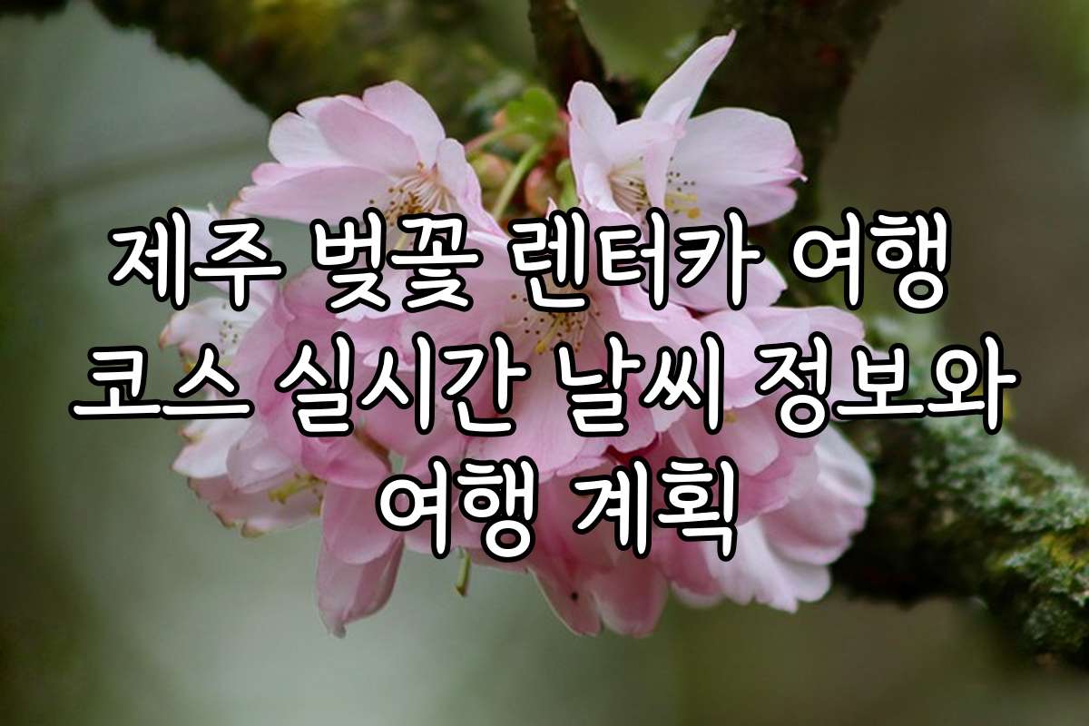 제주 벚꽃 렌터카 여행 코스 실시간 날씨 정보와 여행 계획