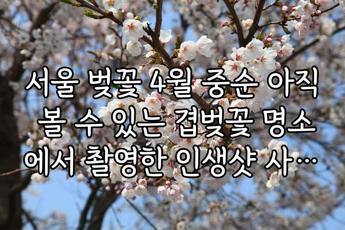 서울 벚꽃 4월 중순 아직 볼 수 있는 겹벚꽃 명소에서 촬영한 인생샷 사례와 후기 공유