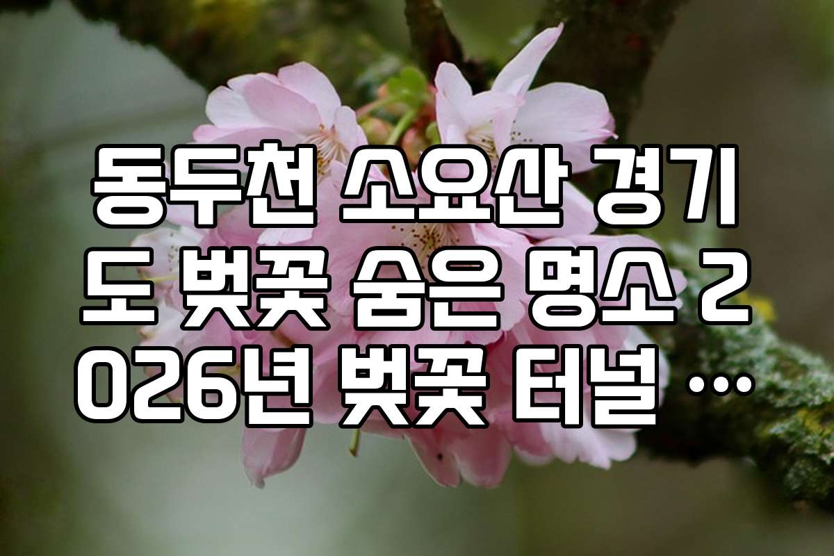 동두천 소요산 경기도 벚꽃 숨은 명소 2026년 벚꽃 터널 구간