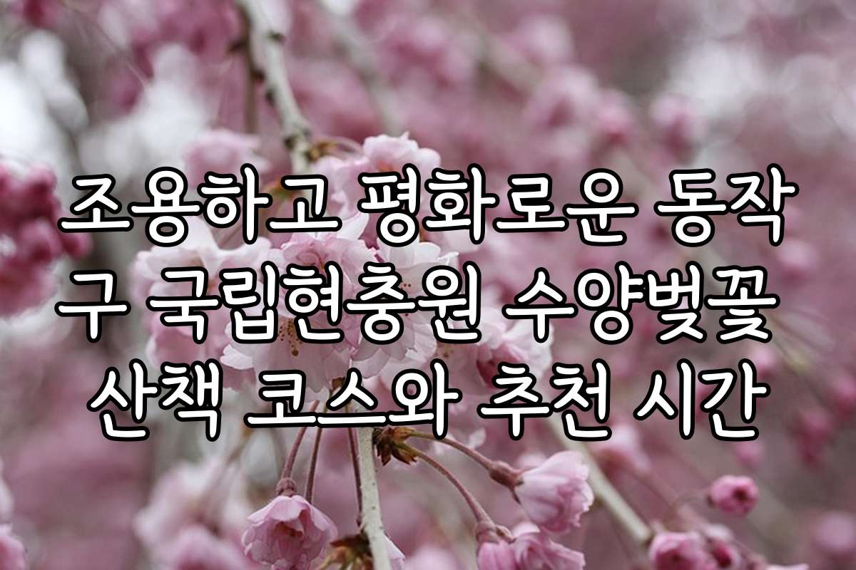 조용하고 평화로운 동작구 국립현충원 수양벚꽃 산책 코스와 추천 시간