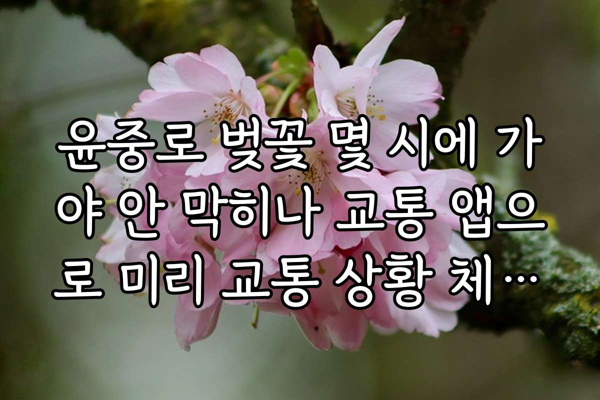 윤중로 벚꽃 몇 시에 가야 안 막히나 교통 앱으로 미리 교통 상황 체크하는 방법
