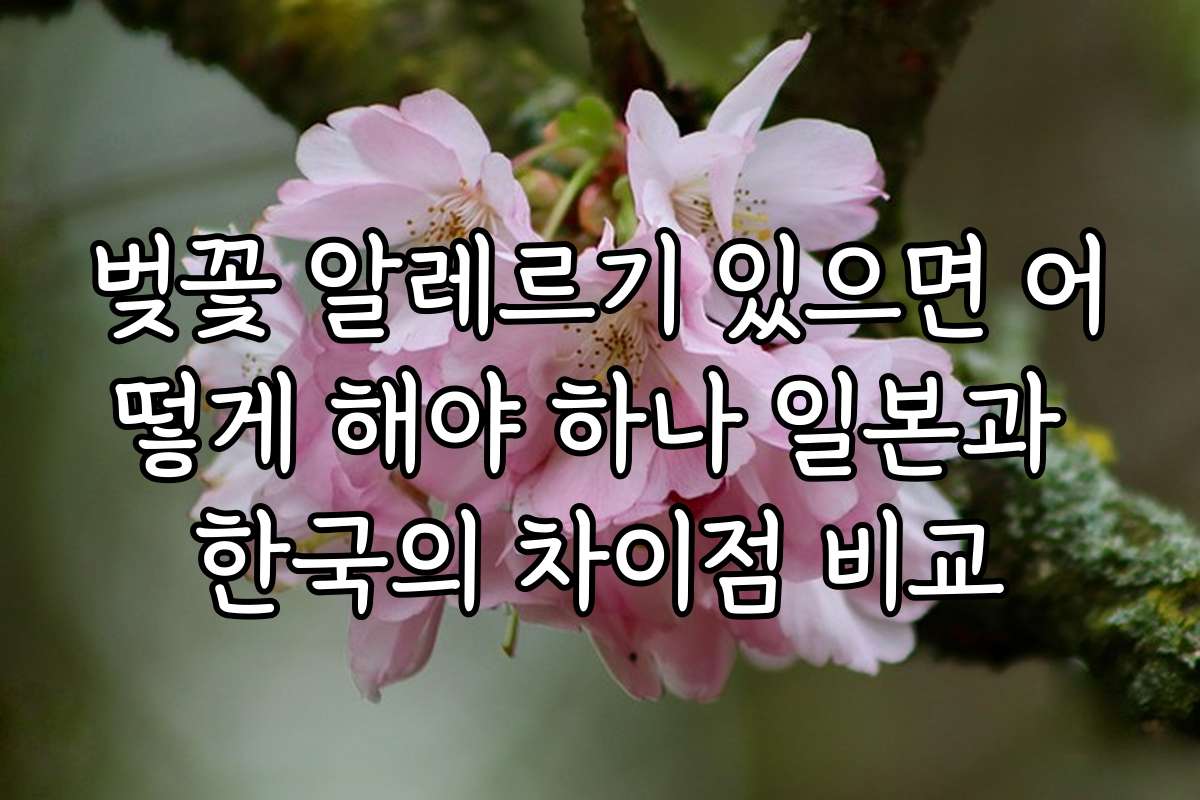 벚꽃 알레르기 있으면 어떻게 해야 하나 일본과 한국의 차이점 비교