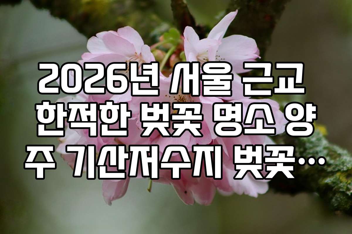 2026년 서울 근교 한적한 벚꽃 명소 양주 기산저수지 벚꽃 산책로