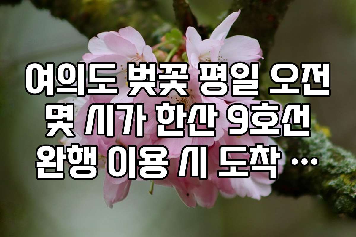여의도 벚꽃 평일 오전 몇 시가 한산 9호선 완행 이용 시 도착 시간