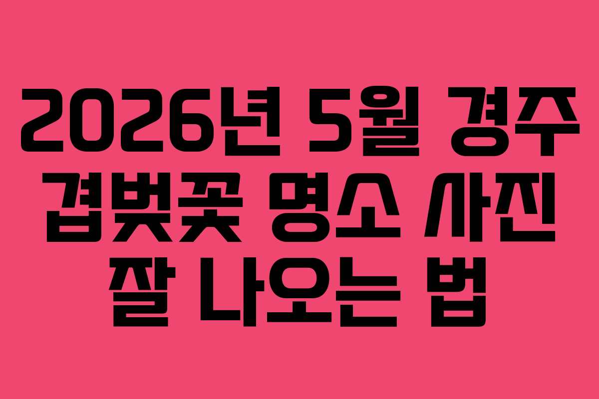 2026년 5월 경주 겹벚꽃 명소 사진 잘 나오는 법